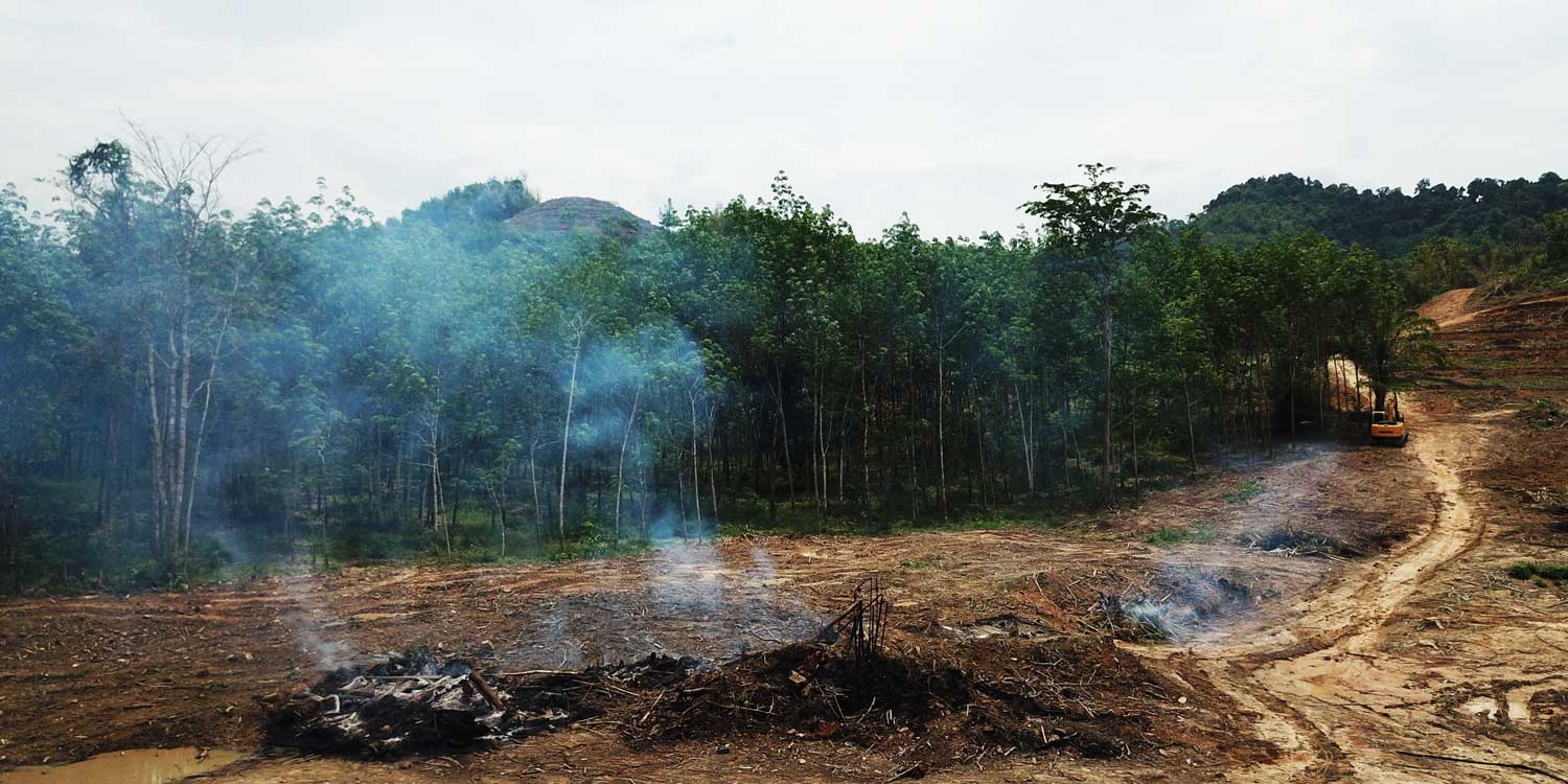 Osain Cause - Stop Rainforest Sestruction
